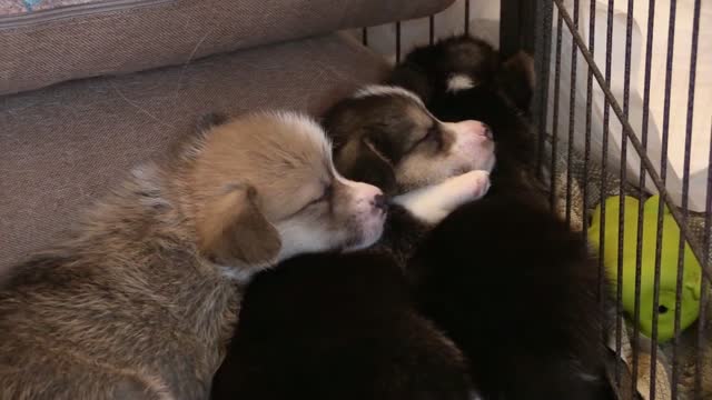 CUTE PUPPIES 1