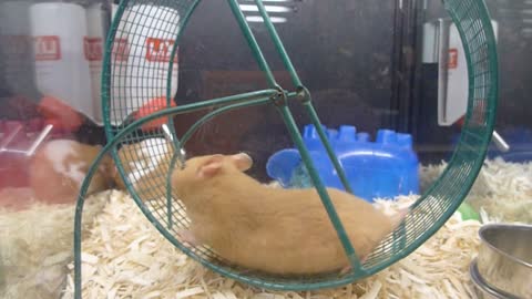 Hamsters In Cage With Running Wheel