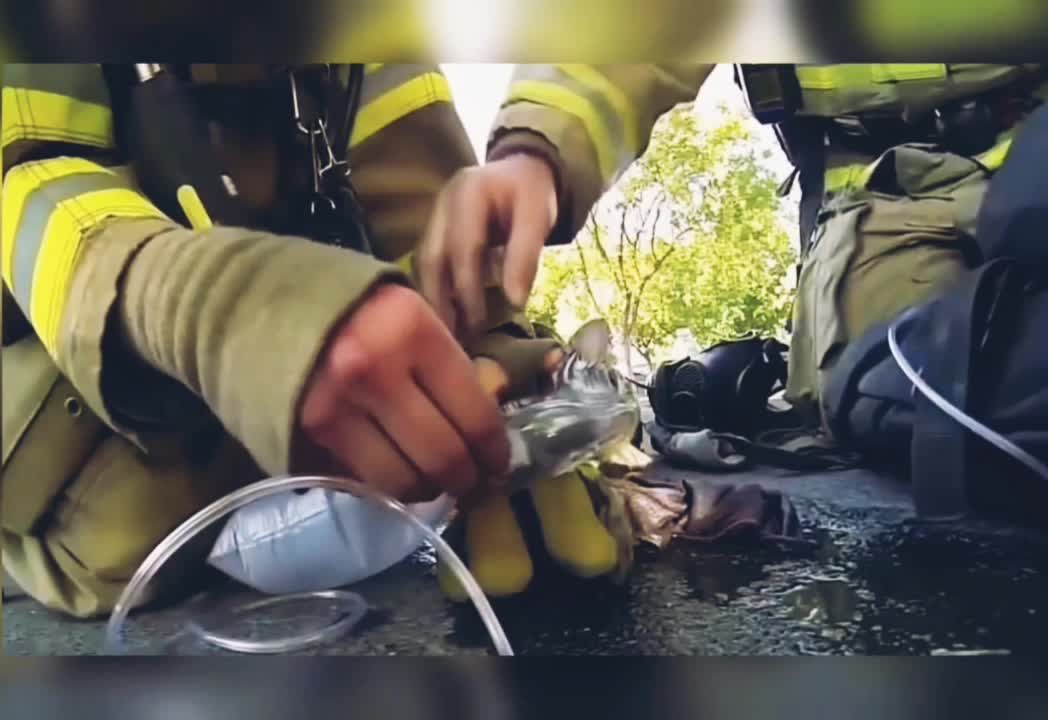 Firefighter Saving Baby Cat