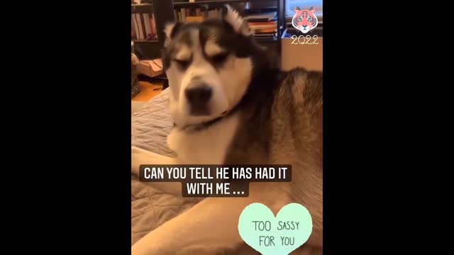 SO FUNNY Dogs And Cats Reaction Video