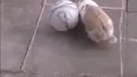 Rabbit Football:Part 2