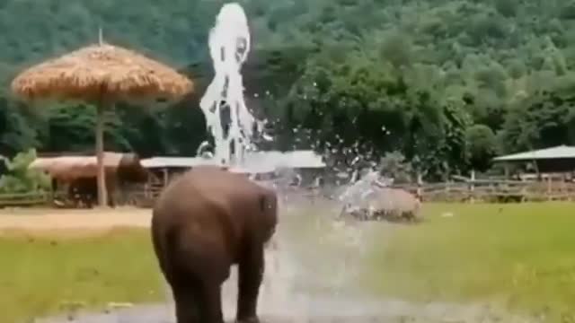 It's play time for elephant baby