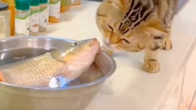 The cutest kitten steals food