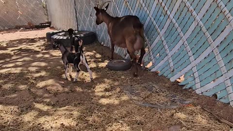 Hanging with mama and two baby goats for 15 mins.