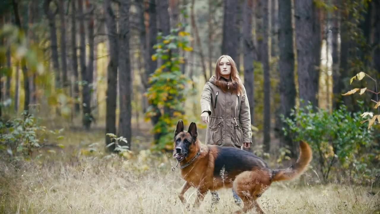 Young woman playing with a shepherd dog in autumn forest - throws a stick towards the camera