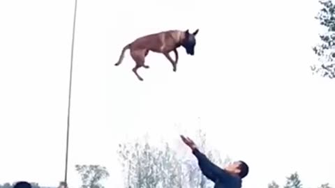 Belgian malinois - Jump