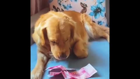 Honest dog