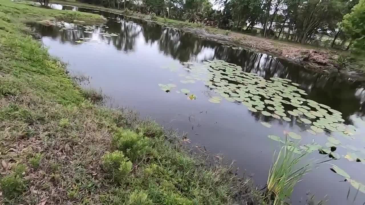 Lotus Leaf in the Pond