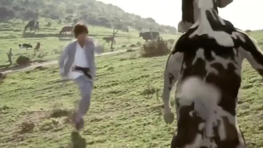 Fanny cow fighting