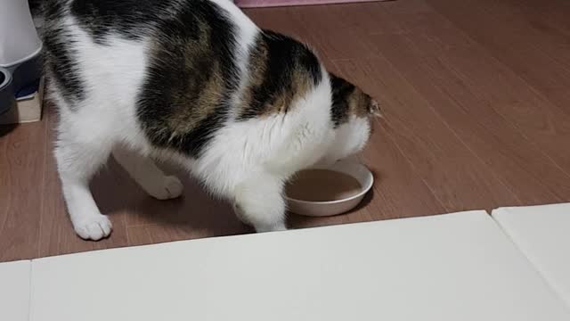 A baby cat burying it for being bad.