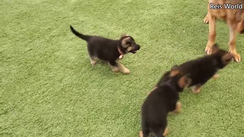 Greman Shepherd Puppies 8 Weeks And Dad Play#greman#shepherd#PY001CP