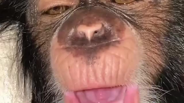 Cute monkey video 2022 || reaction monkey video 2022 ||