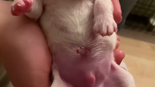 New born boxer puppy