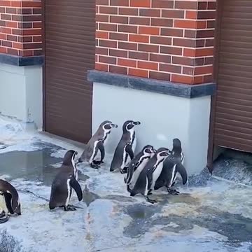 The penguins chasing the light are so cute