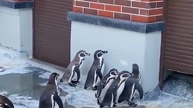 The penguins chasing the light are so cute