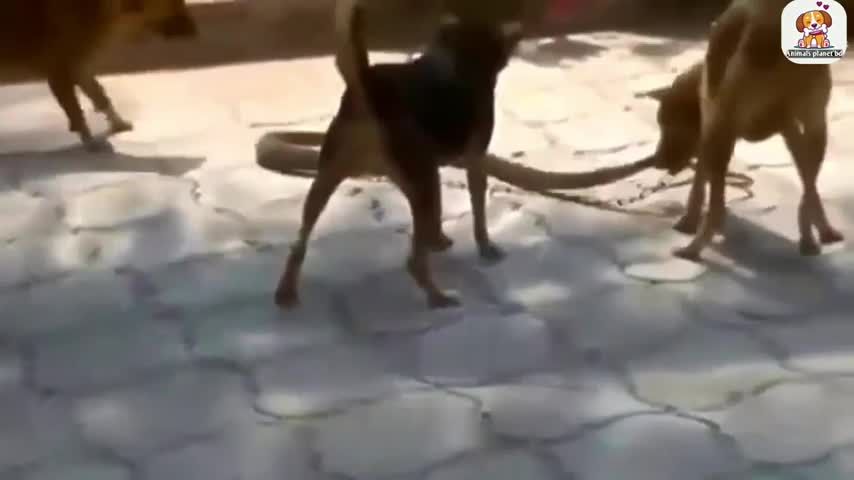 Ultimate animal fight video / Animal fight video /animal video