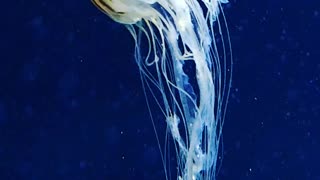 Graceful jellyfish.