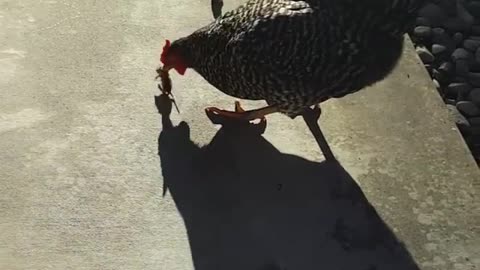 Collab copyright protection - man films chicken eating dead mouse