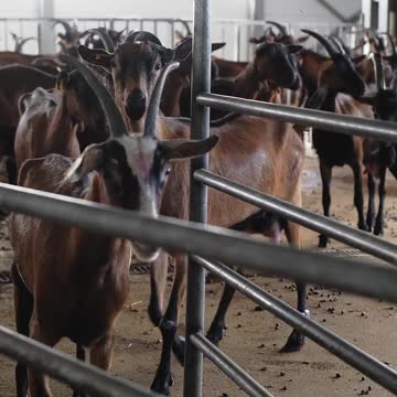 SHEEP & GOATS can be SUPER FUNNY, SEE FOR YOURSELF! - Funny ANIMAL compilation