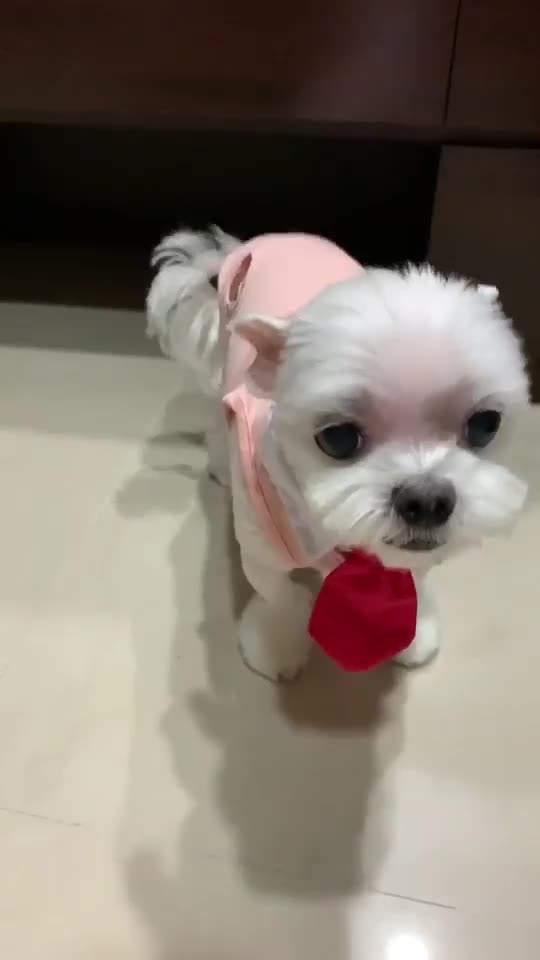 A dog chooses his clothes 😍😂😂🤣