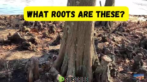 ROOT CAUSE