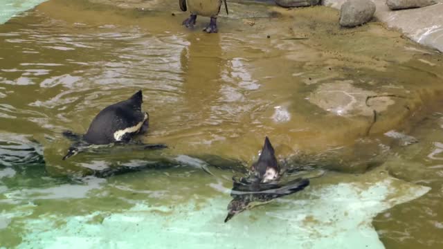 united penguins