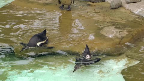 united penguins