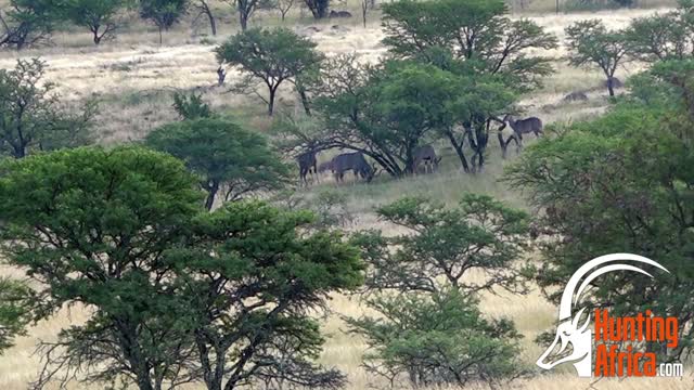 Matt Kudu Hunt