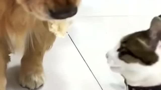 Kittens use all their strength to get a little food!