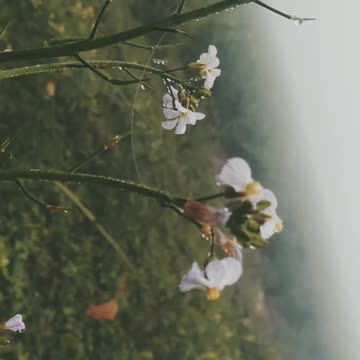 Natural beauty✨✨❤❤😍😍