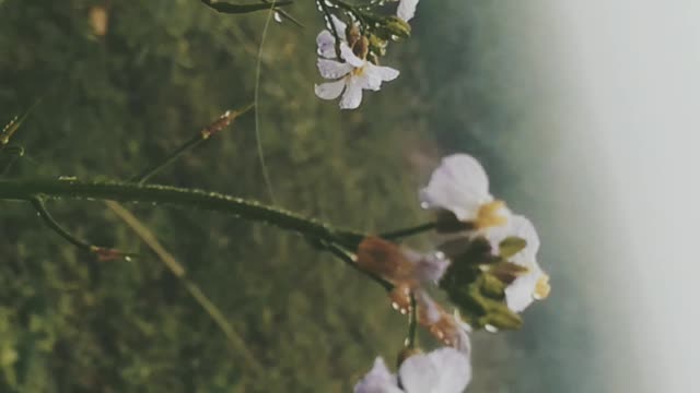 Natural beauty✨✨❤❤😍😍