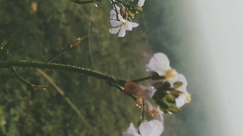 Natural beauty✨✨❤❤😍😍