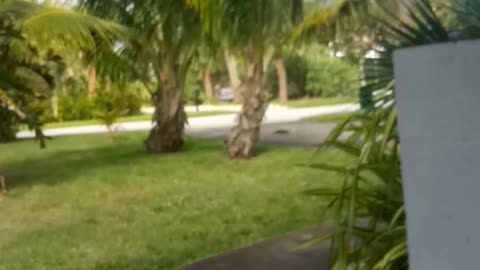 Windy Day in Cocoa Beach (test video)