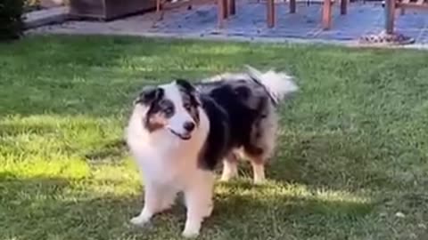 Funny animals - Funny cats # dogs