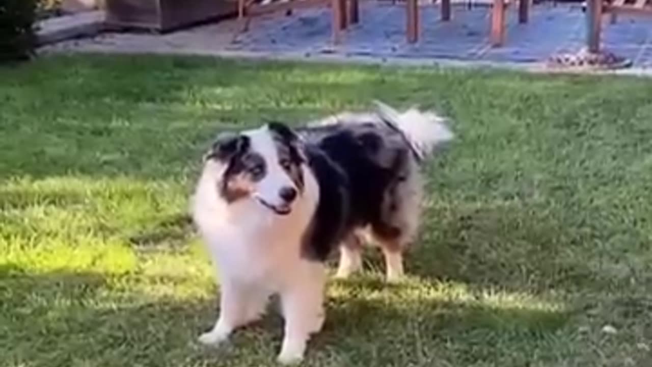 Funny animals - Funny cats # dogs