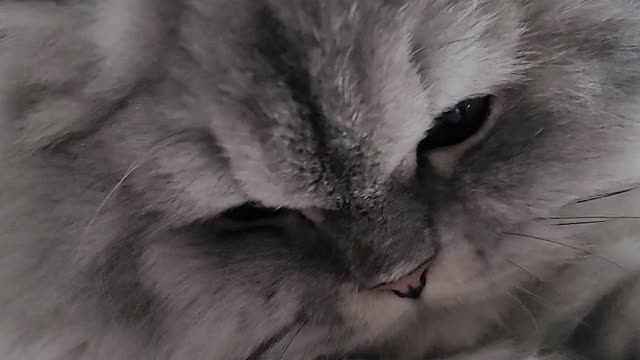 Persian cat resting in the cat tower