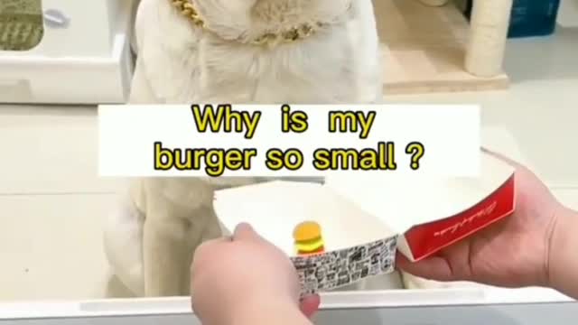 Cute dog funny