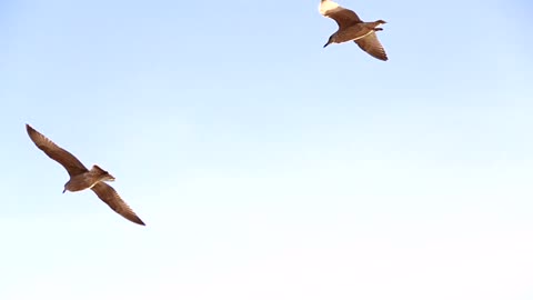 Seagulls Flying Overhead CC-BY NatureClip