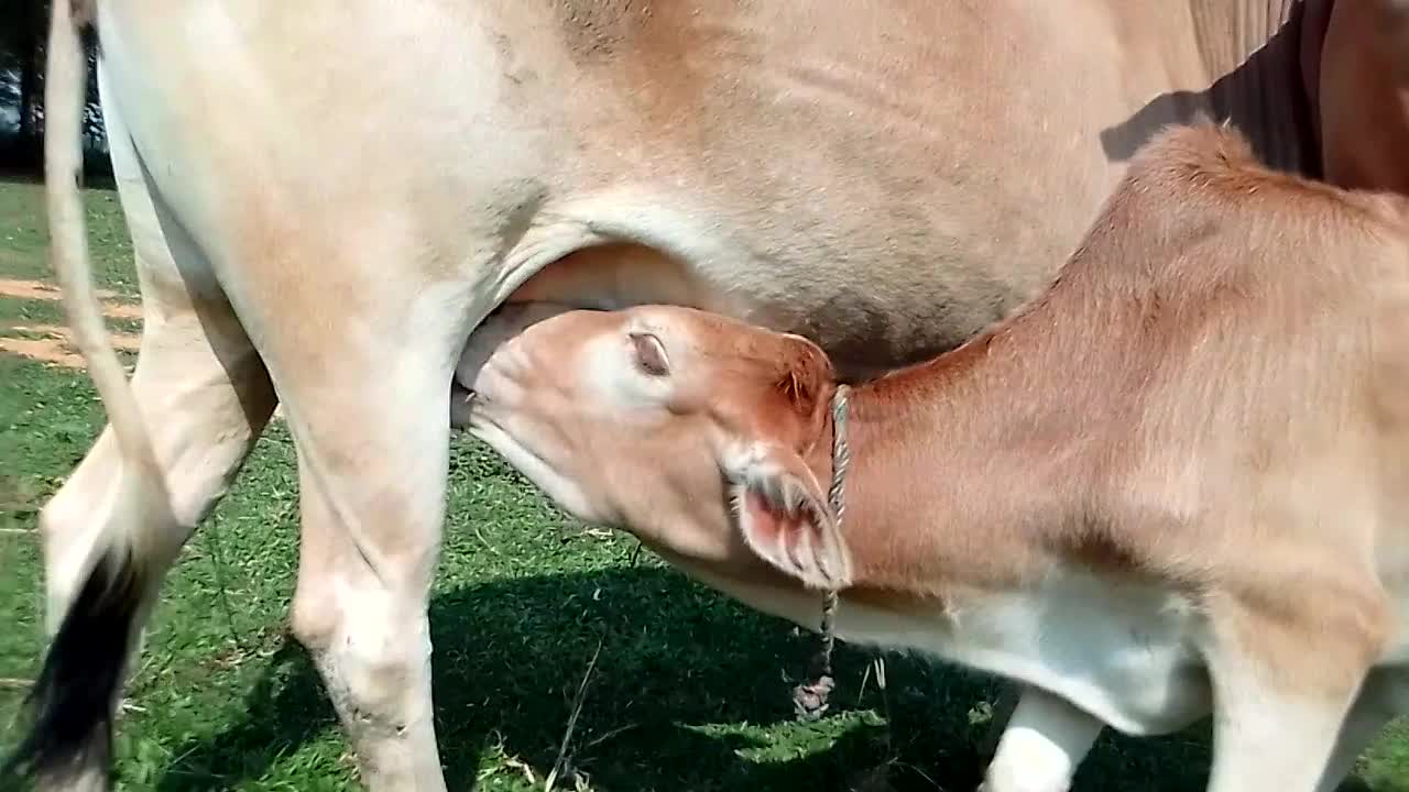 Baby COW Milking & Hit Mother's Cow | 🐄Amazing Moment Oww