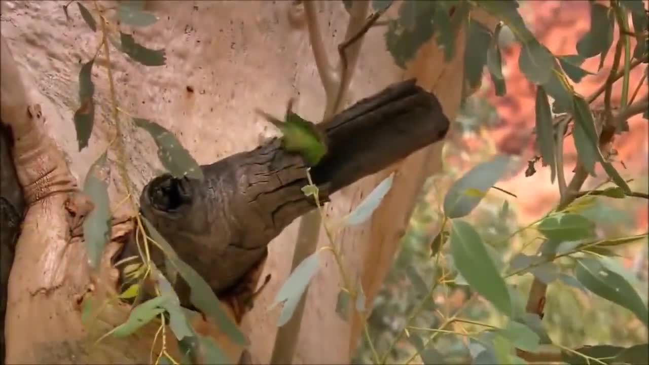 The budgie bird takes care of its young in a wonderful and cute way.