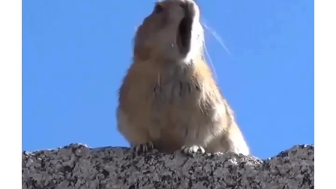 Hamster Concert