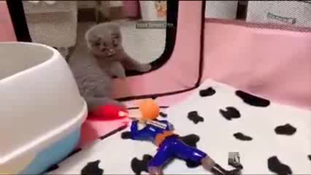 Funny cats and cute cats video.