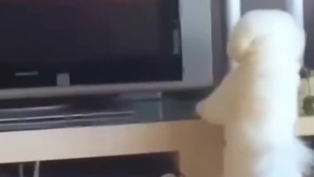 cute & funny dog -funny dog #shorts