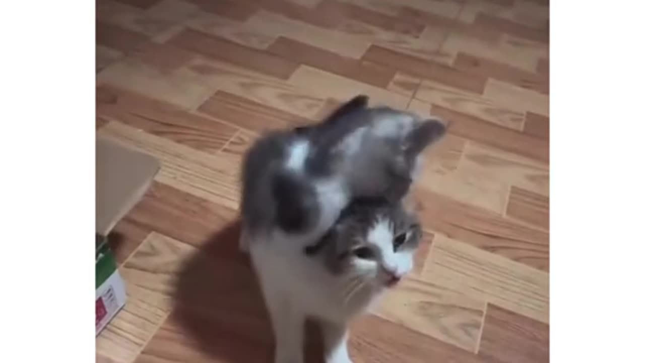 Funny kitten and cat | funny cats