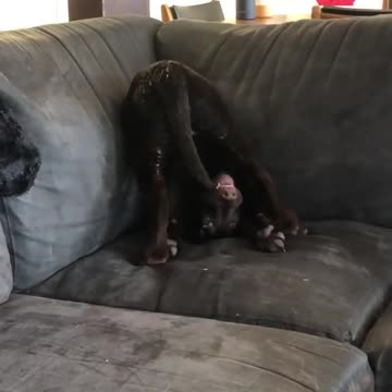 Social distancing is clearly not good for this puppy's mental health