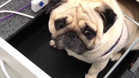 Man shows his pug dog hiding in a drawer at work