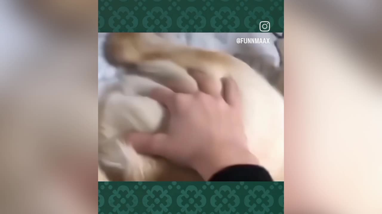 Viral cats dog videos on Instagram ππMust watch! πΆπ