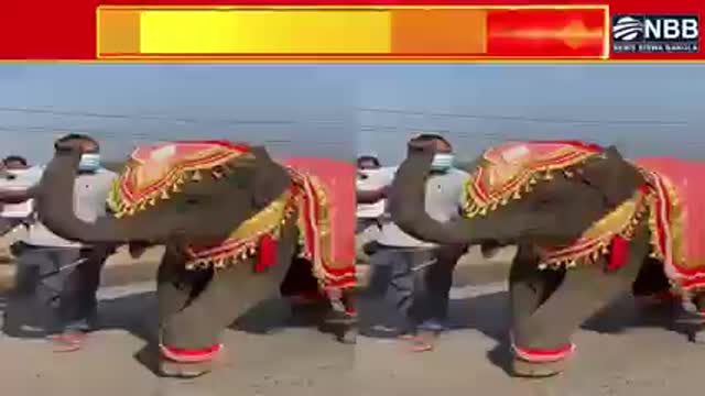 Sejeguje elephant shaking his waist and dancing! Video goes viral on social media