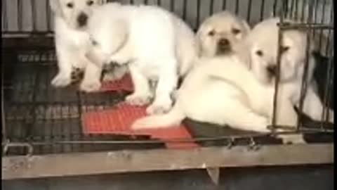 A litter of new born white dogs have not opened their eyes yet