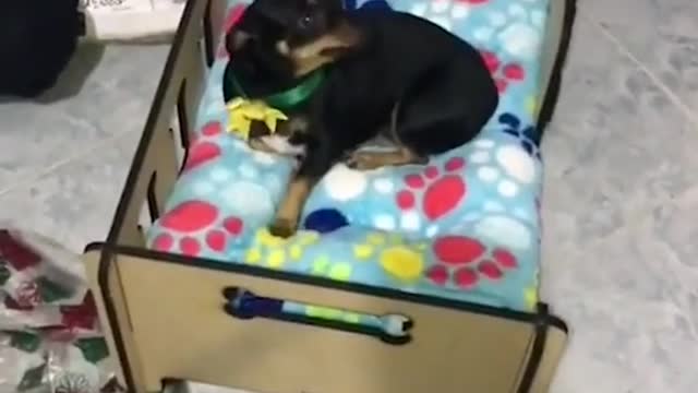 Dog Gets Perfect Christmas Gift!